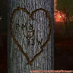 Our Tree in the Forest of Love