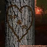 Our Tree in the Forest of Love